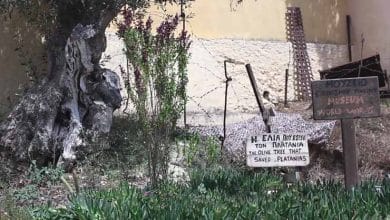 Το γερμανικό καταφύγιο και η ελιά που έσωσε τον Πλατανιά της Κρήτης