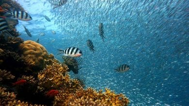 Ο πρώτος κοραλλιογενής ύφαλος στη Μεσόγειο εντοπίστηκε στην Ιταλία