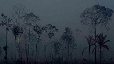 Οι 7 από τις χώρες του Αμαζονίου υπέγραψαν σύμφωνο για την προστασία του τροπικού δάσους